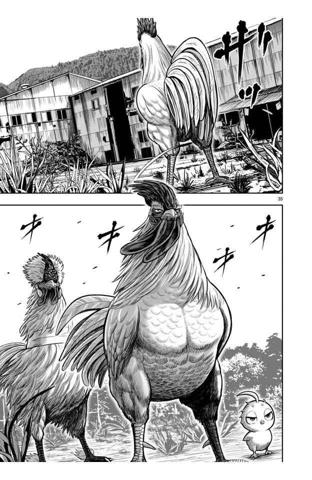 Niwatori Fighter Chapter 21 - Page 35