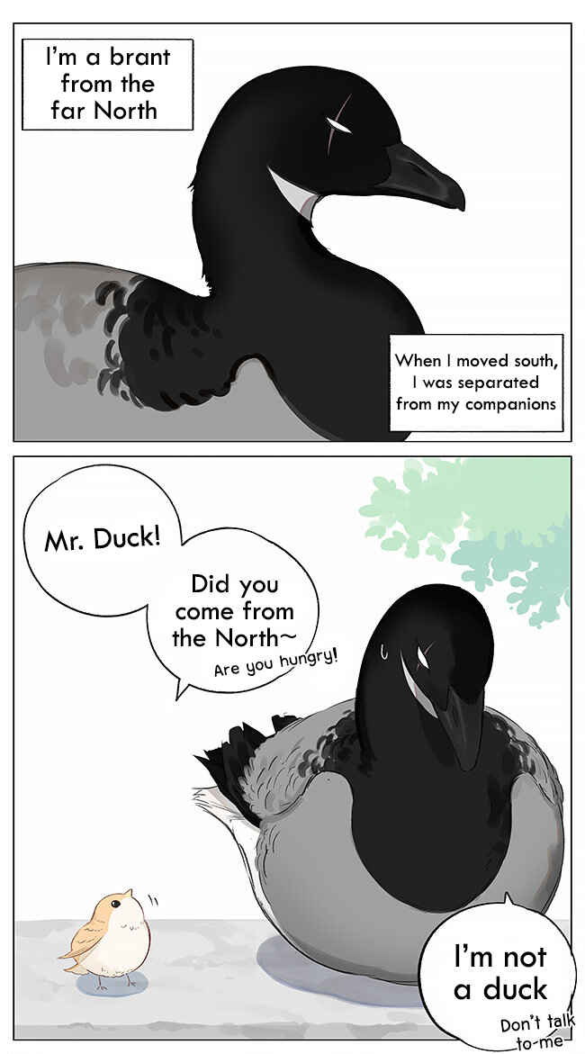 Southern Bird and Northern Bird Chapter 1 - Page 1