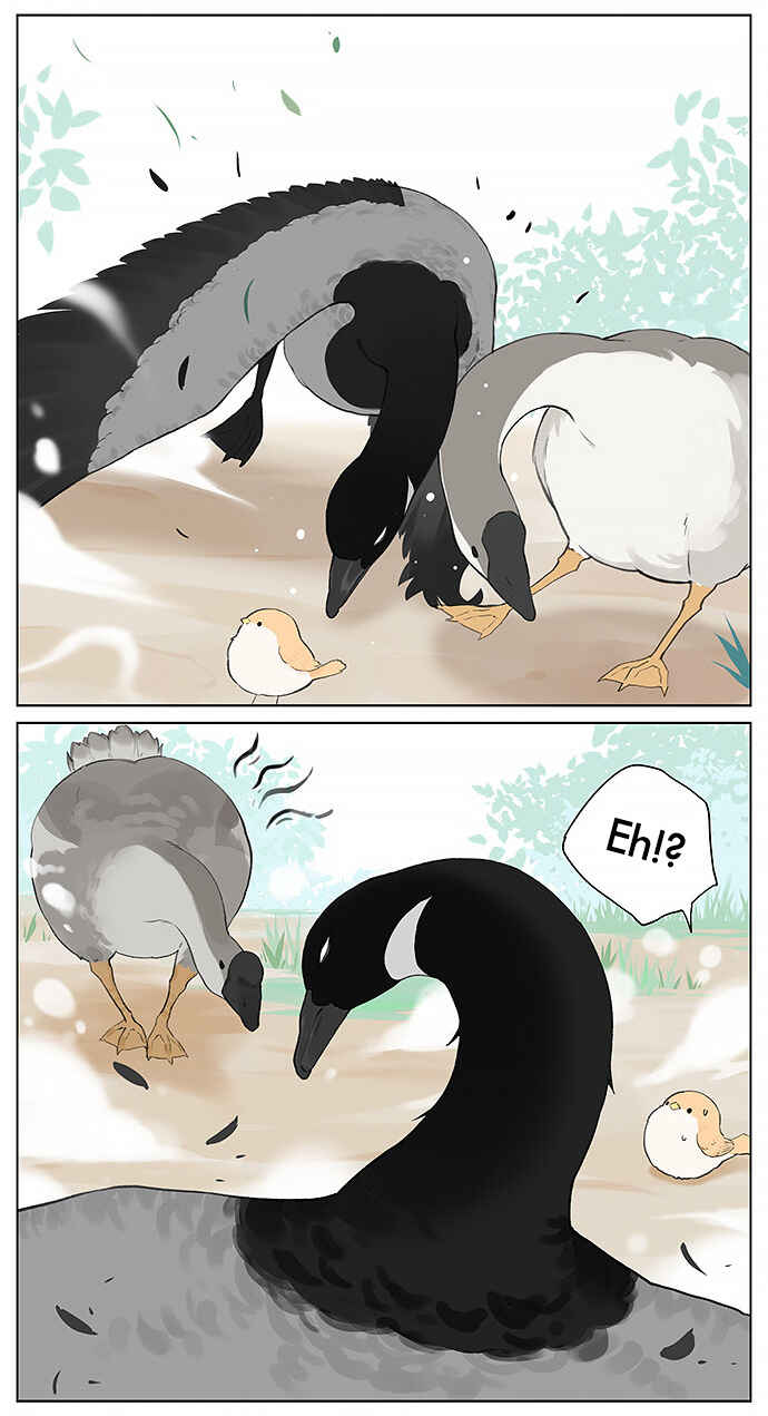 Southern Bird and Northern Bird Chapter 31 - Page 5